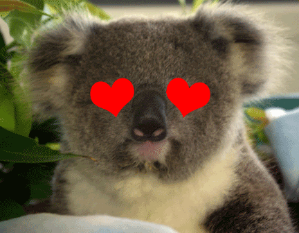 koala-love.gif