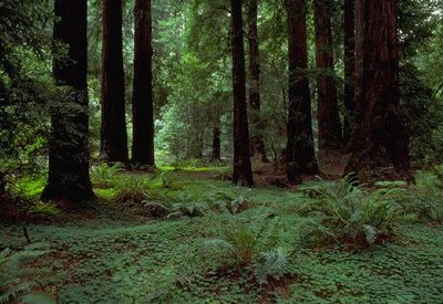Muir Woods, Part of Golden Gate NRA