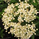 pyracantha
