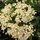 pyracantha