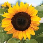 Sunflowergurl14