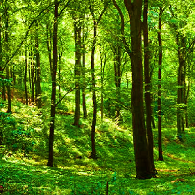 picture of a forest.png